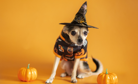 Halloween Costume Ideas for Pets