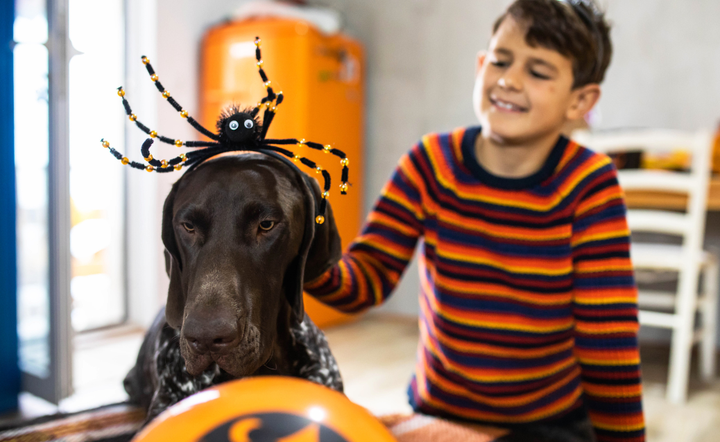 Pet-Friendly Halloween Decorations