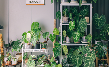 How to Use Plants in Party Decor